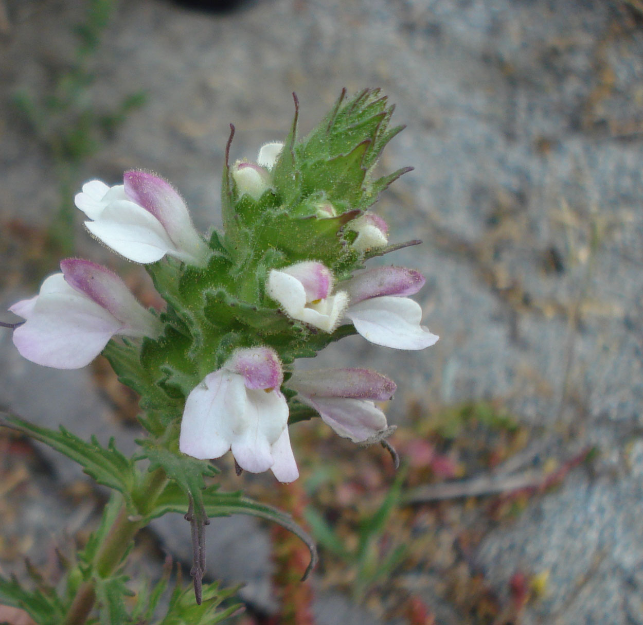 Bartsia trixago / Perlina minore